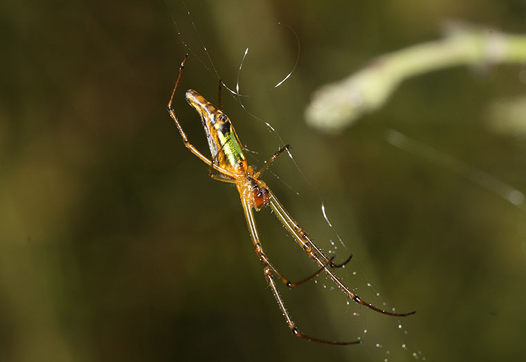 Leucauge decorata