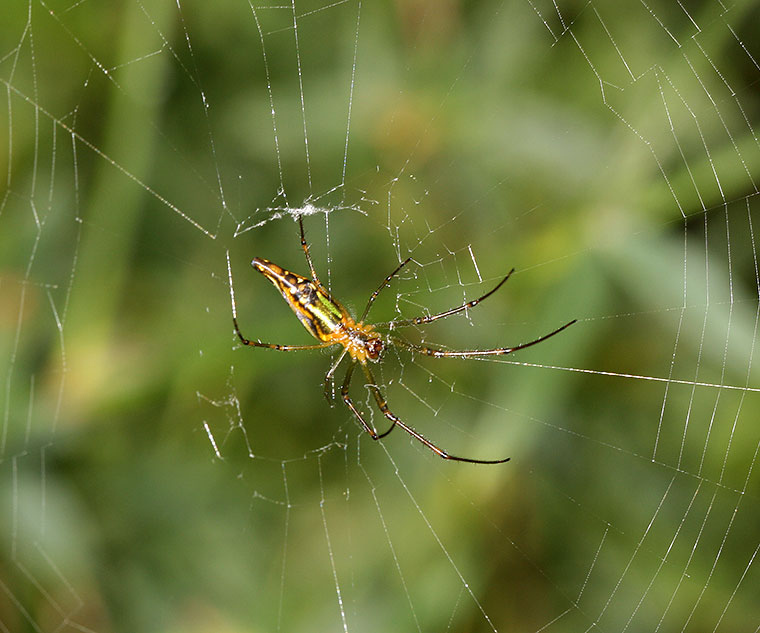 Leucauge decorata