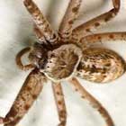 Heteropoda insignis