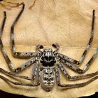 Holconia flindersi  Hirst, 1991  Flinders Banded Huntsman