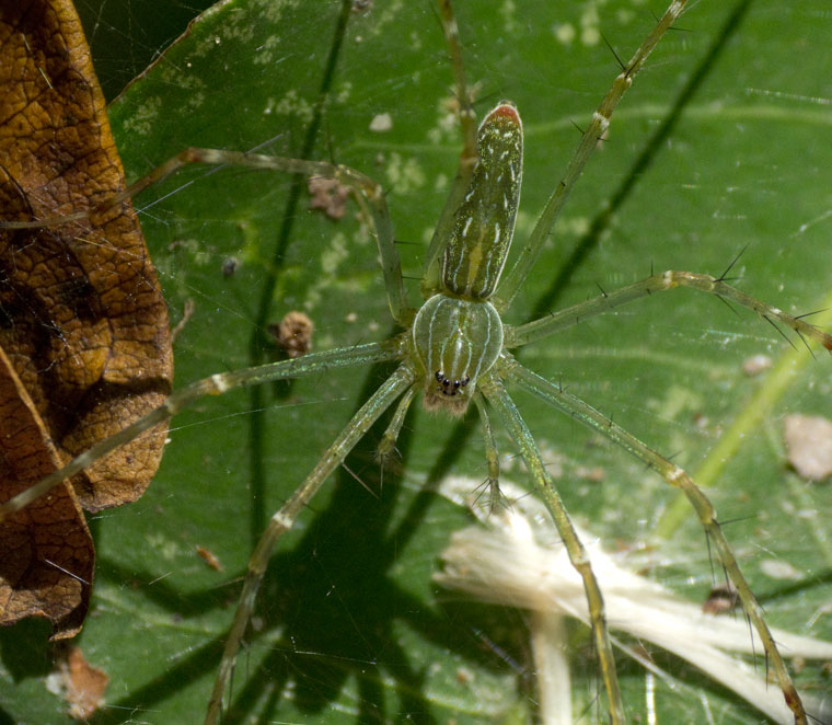 Hygropoda lineata