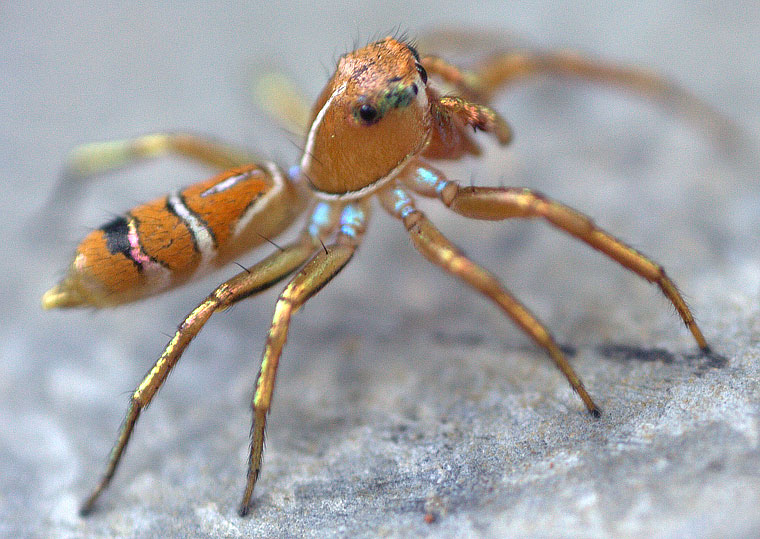 Cosmophasis bitaeniata 