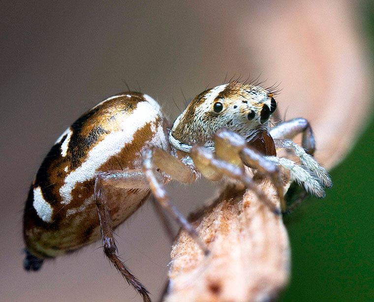 Cosmophasis thalassina