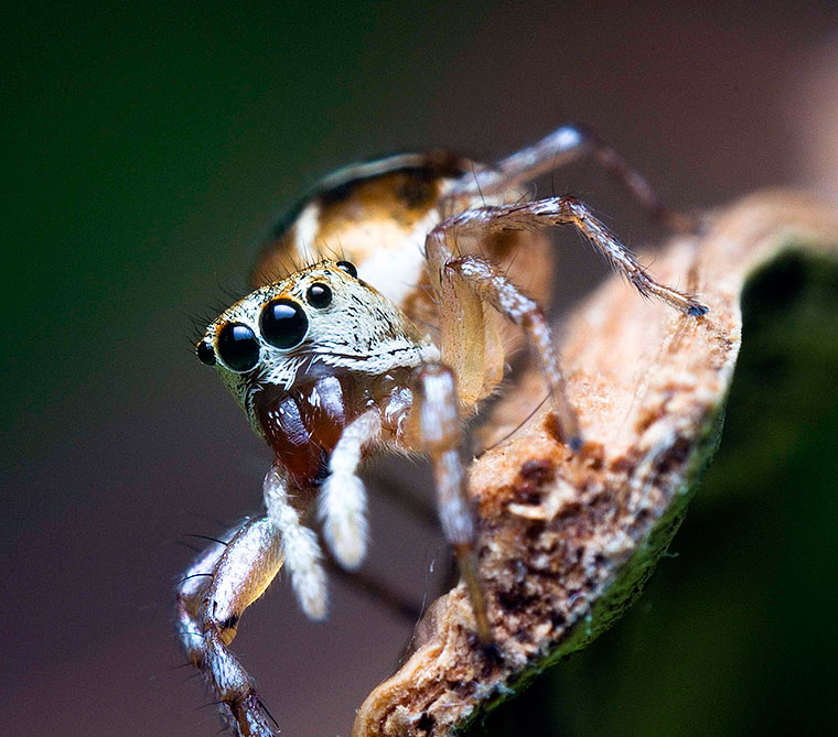 Cosmophasis thalassina