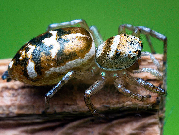 Cosmophasis thalassina