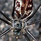 Pholcus sp.