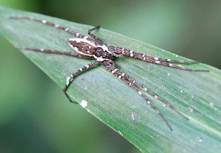 Dolomedes