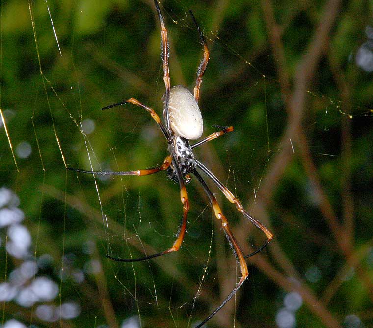 Nephila plumipes