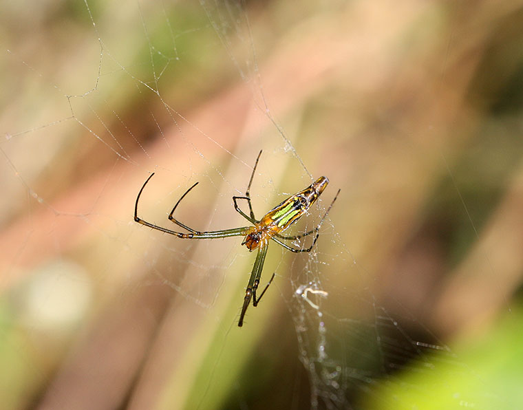 Leucauge decorata