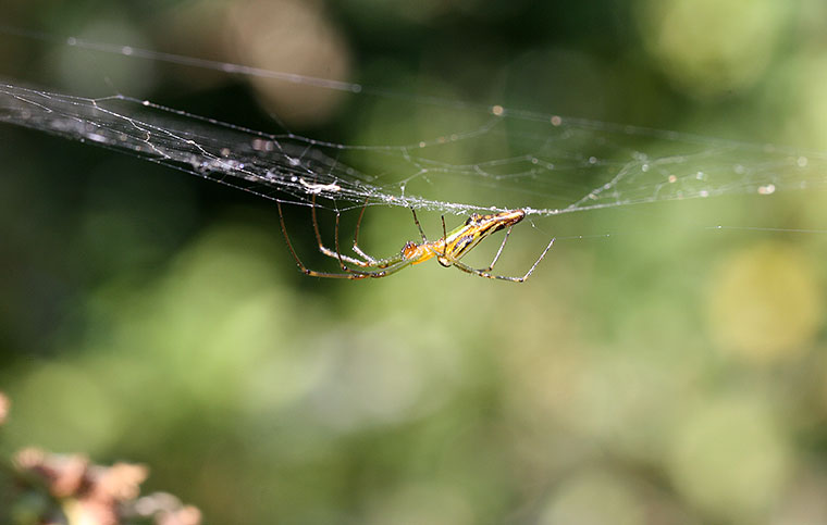 Leucauge decorata