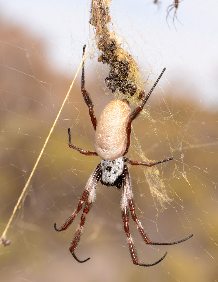 Nephila edulis