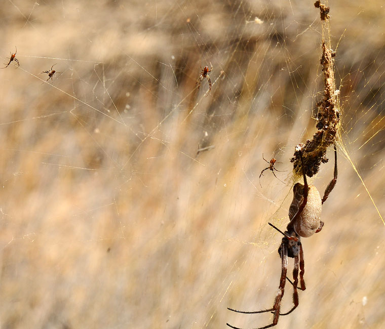 Nephila edulis