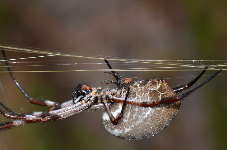 Nephila edulis