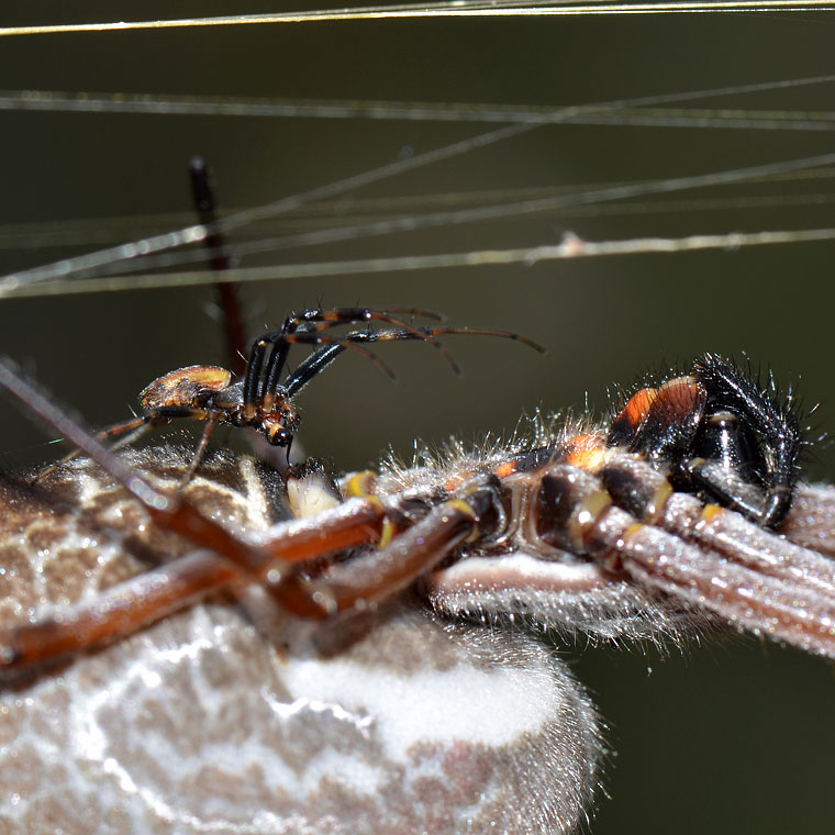 Nephila edulis