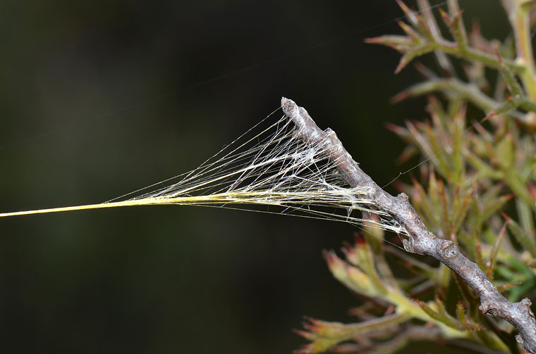 Nephila edulis