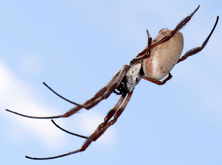 Nephila edulis