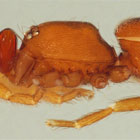 Opopaea jonesae