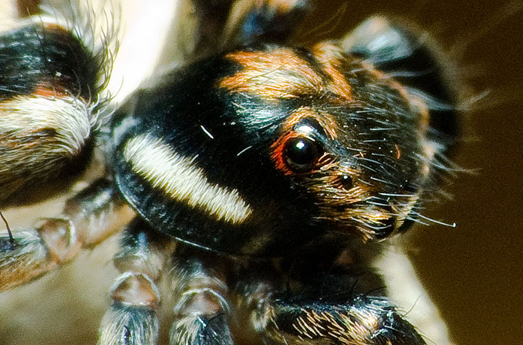 Jotus auripes