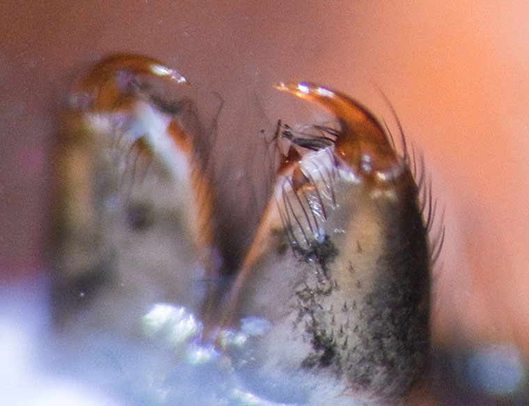 Jotus auripes