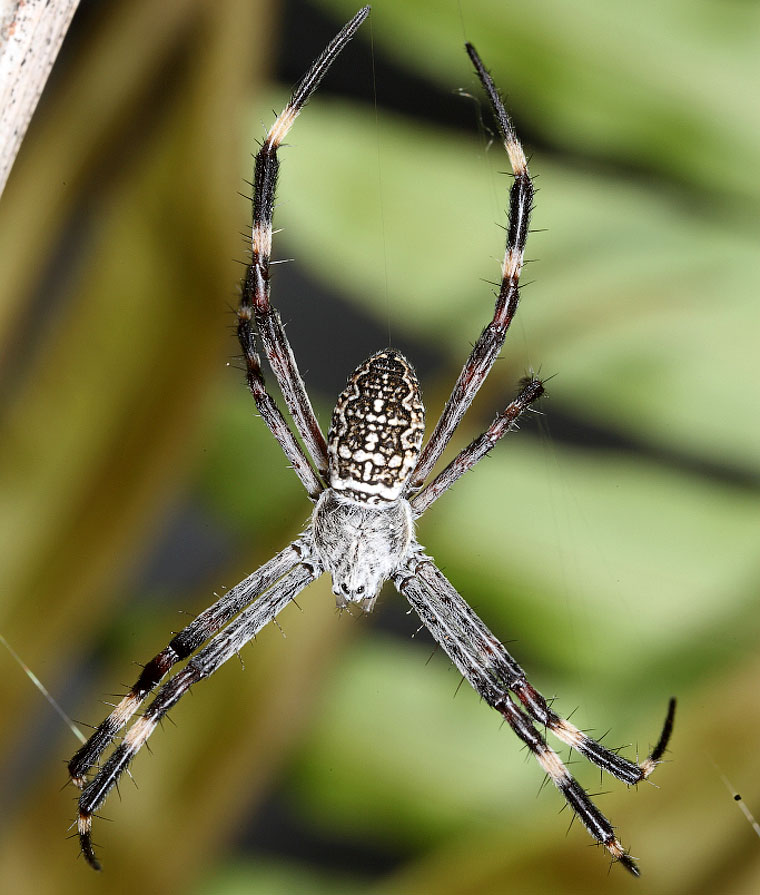 Argiope katherina