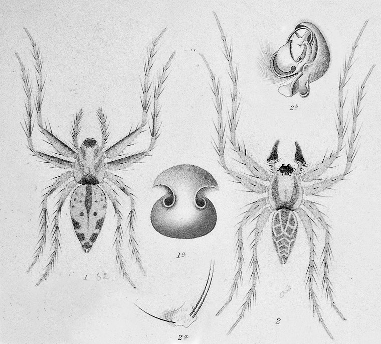 Oxyopes variabilis