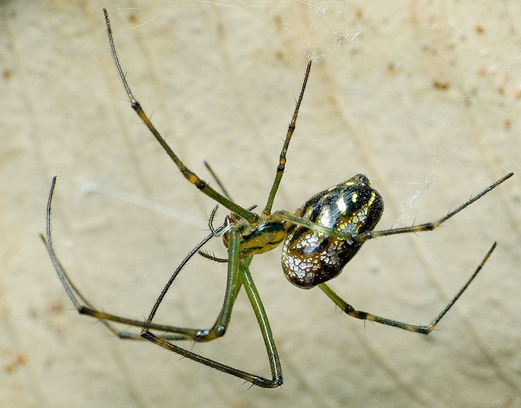 Leucauge granulata