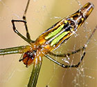 Leucauge decorata