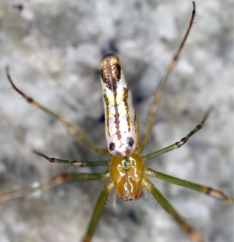 Leucauge decorata