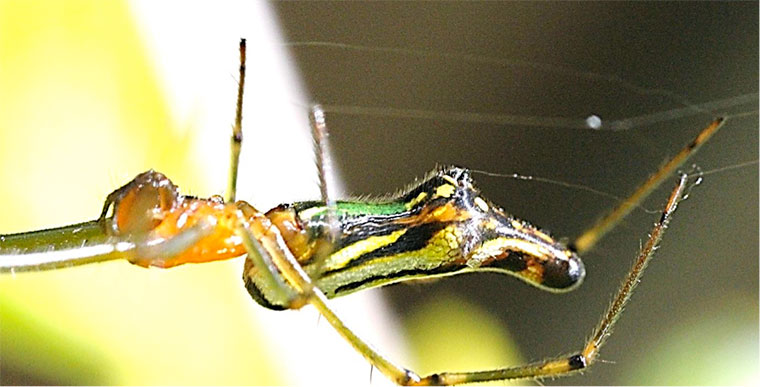 Leucauge decorata