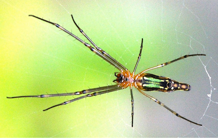 Leucauge decorata