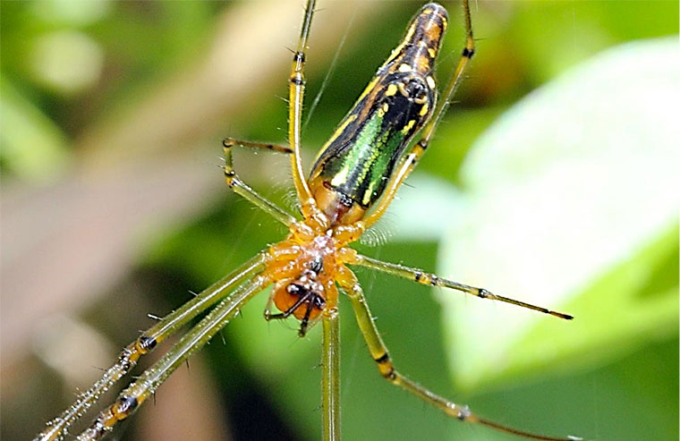 Leucauge decorata