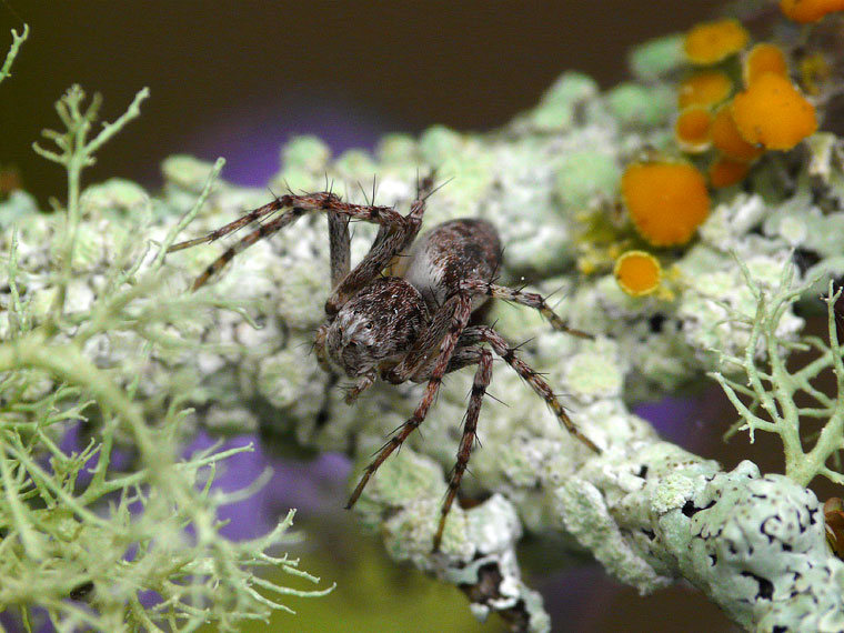 Oxyopes variabilis