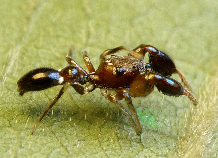 Rhombonotus gracilis