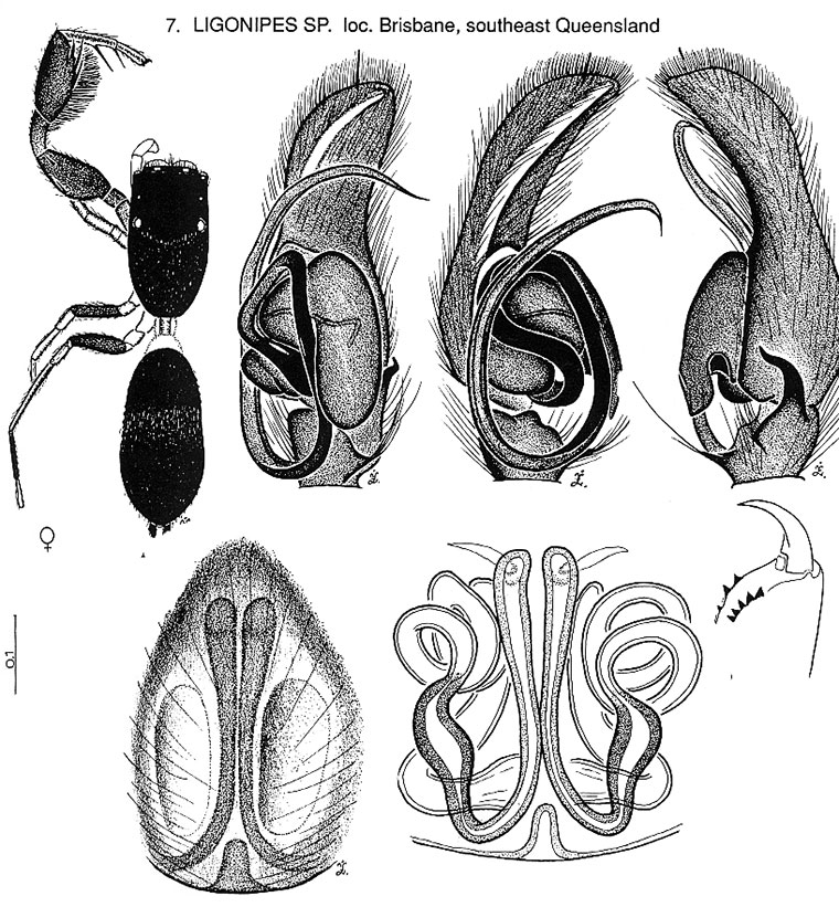 Ligonipes