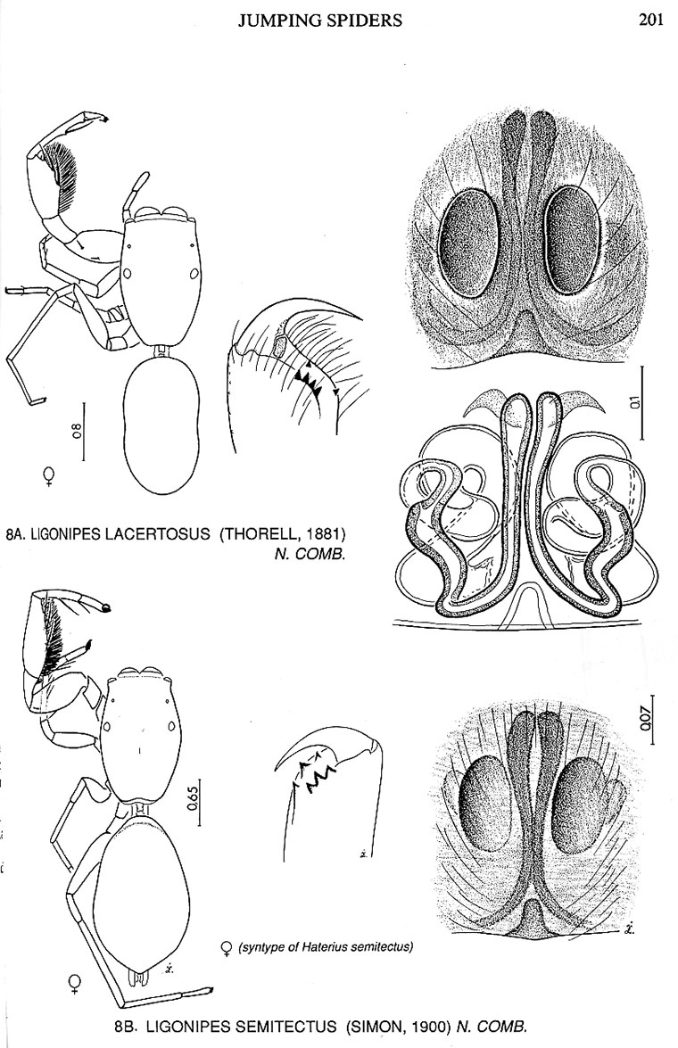 Ligonipes