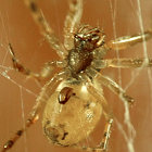 Linyphiid