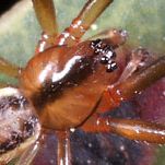 Linyphiid