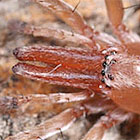 Clubiona sp. long jaws