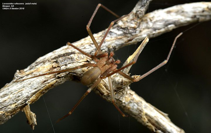 Loxosceles rufescens