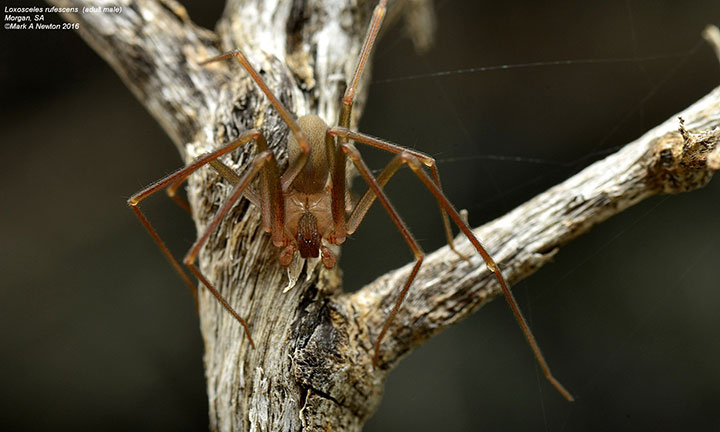 Loxosceles rufescens