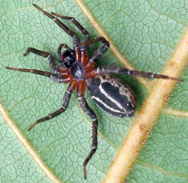 Wolf Spider