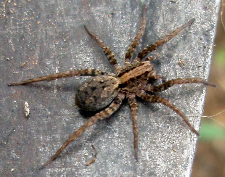 Wolf Spiders - The Australian Museum