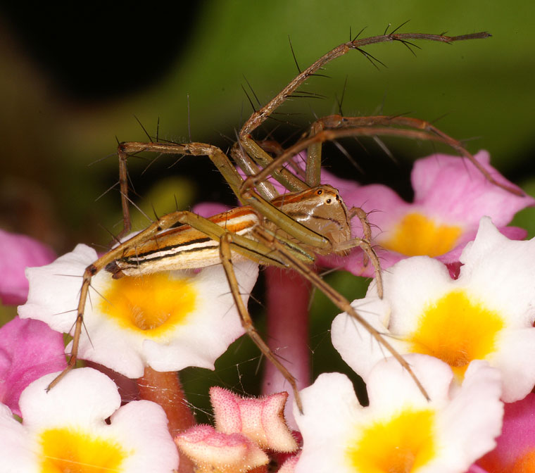 Oxyopes macilentus