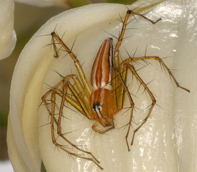 Oxyopes macilentus