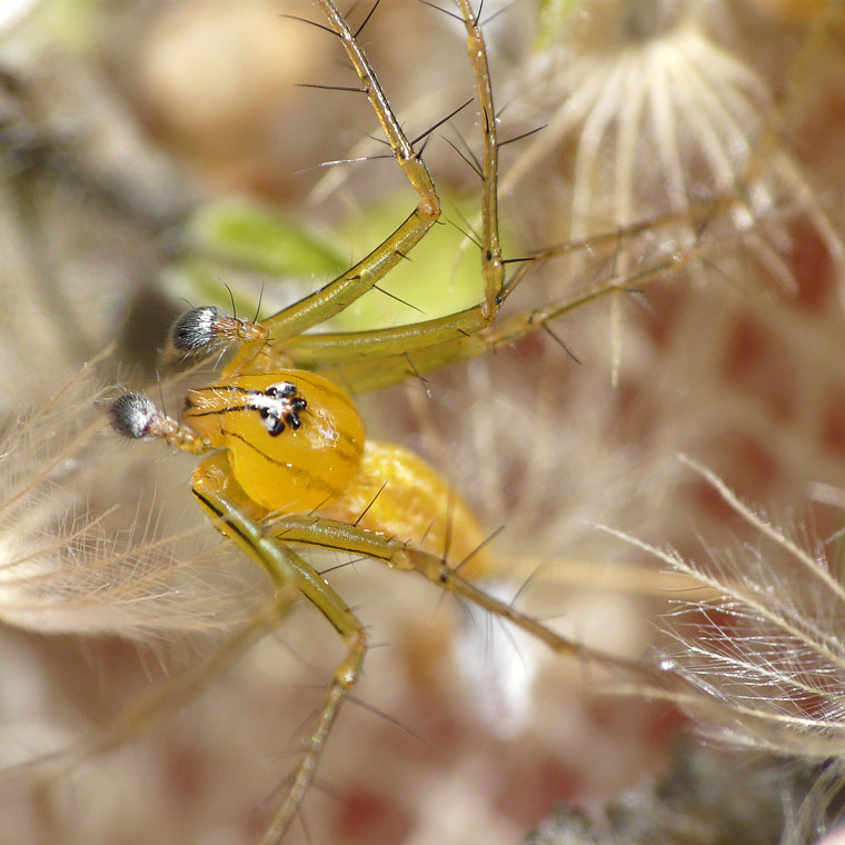 Oxyopes macilentus