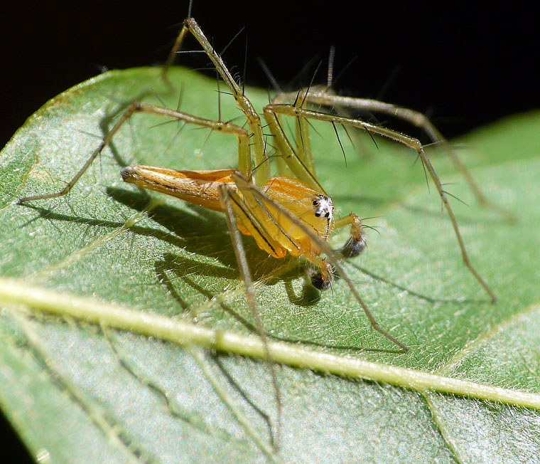 Oxyopes macilentus