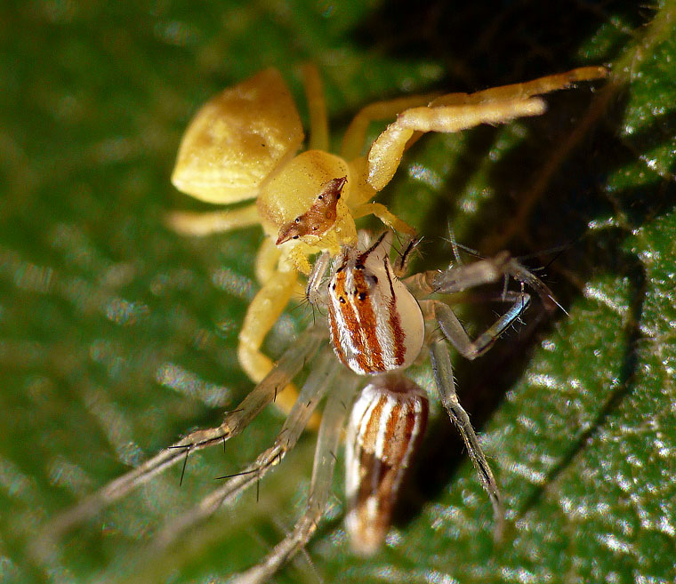 Oxyopes macilentus