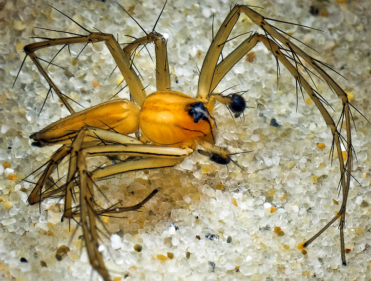 Oxyopes macilentus