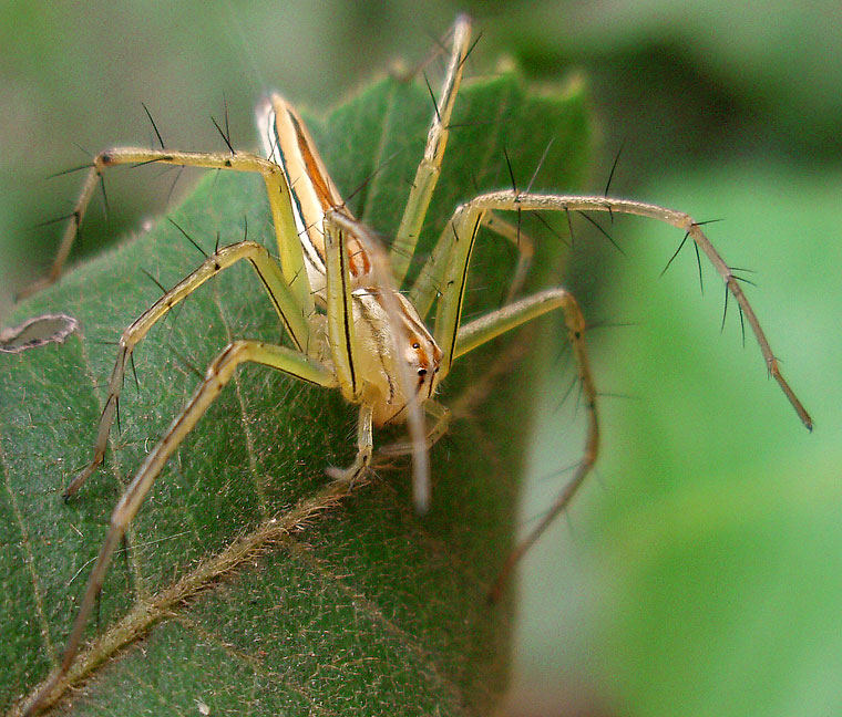 Oxyopes macilentus