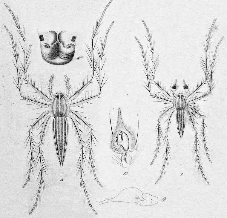 Oxyopes macilentusx